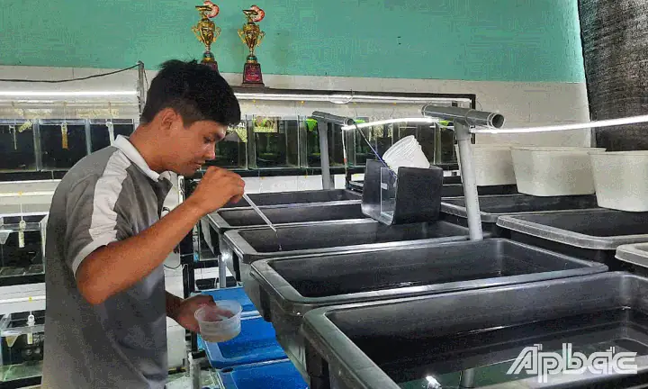 Hướng Dẫn Chi Tiết Mô Hình Nuôi Cá Bảy Màu Hiệu Quả Từ A Đến Z