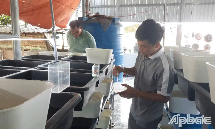 Hướng Dẫn Chi Tiết Mô Hình Nuôi Cá Bảy Màu Hiệu Quả Từ A Đến Z