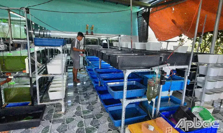Hướng Dẫn Chi Tiết Mô Hình Nuôi Cá Bảy Màu Hiệu Quả Từ A Đến Z