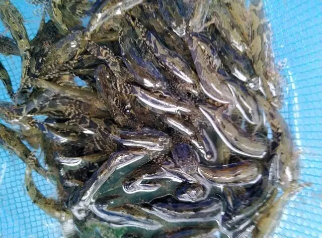 Mô hình nuôi cá bống tượng nào hiệu quả nhất hiện nay?