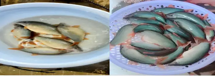 Hướng Dẫn Chi Tiết Mô Hình Nuôi Cá Heo Đuôi Đỏ Thành Công