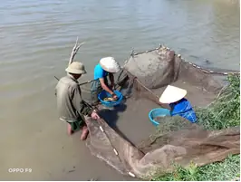 Hướng dẫn Chi tiết Về Các Mô Hình Nuôi Cá Koi Hiệu Quả
