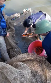 Hướng dẫn Chi tiết Về Các Mô Hình Nuôi Cá Koi Hiệu Quả
