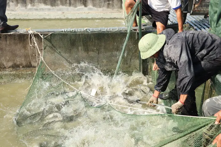 Hướng dẫn chi tiết về mô hình nuôi cá sông trong ao hiện đại