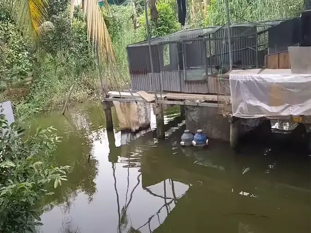 Mô Hình Nuôi Gà Thả Cá: Hướng Dẫn Thực Hiện Và Lợi Ích Bền Vững