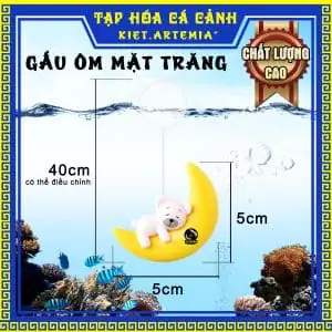 Hướng Dẫn Chọn Mô Hình Trang Trí Bể Cá Đẹp Và An Toàn