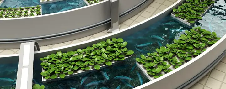 Hướng dẫn xây dựng mô hình trồng rau nuôi cá Aquaponics hiệu quả