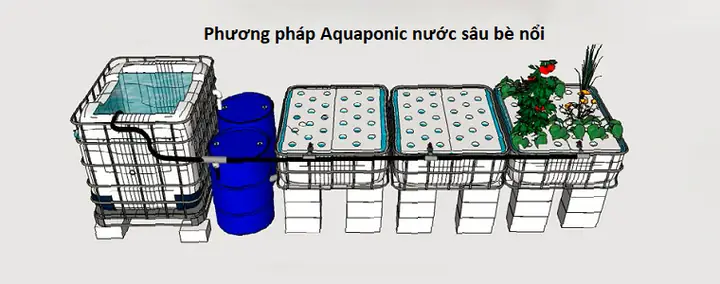 Hướng dẫn xây dựng mô hình trồng rau nuôi cá Aquaponics hiệu quả