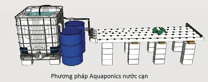 Hướng dẫn xây dựng mô hình trồng rau nuôi cá Aquaponics hiệu quả