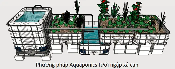 Hướng dẫn xây dựng mô hình trồng rau nuôi cá Aquaponics hiệu quả