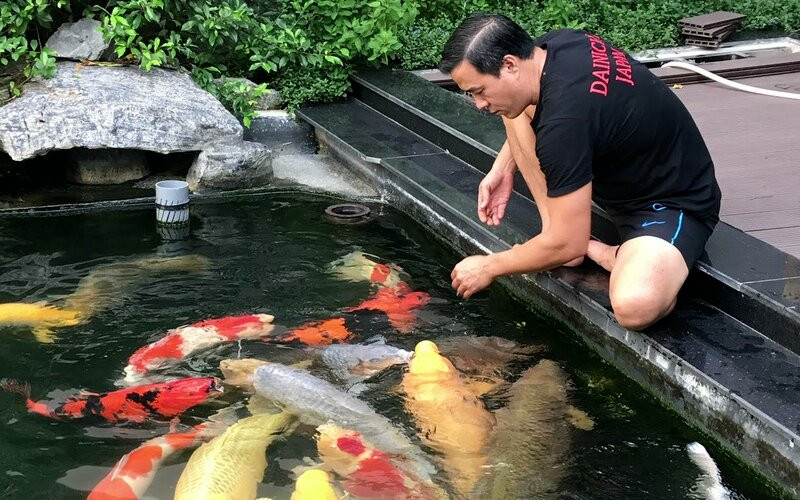 Mô tả hình ảnh: Bàn tay đang đổ thức ăn viên vào bể cá cảnh, xung quanh là nhiều chú cá đang chờ đợi.