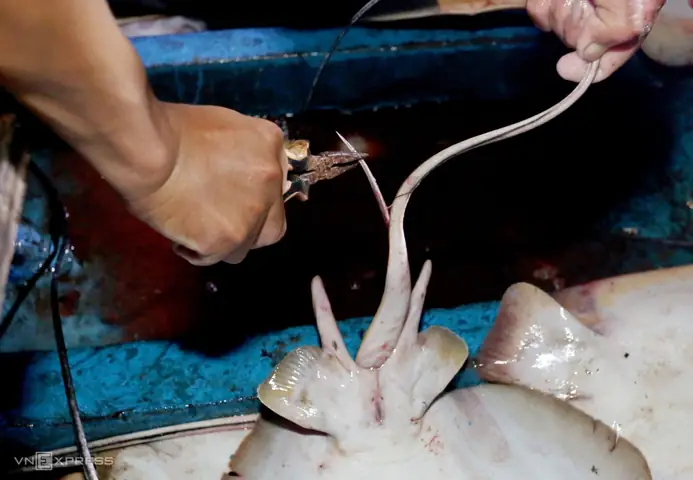 Mồi Câu Cá Hà Nội: Hướng Dẫn Chọn và Sử Dụng Hiệu Quả Từ A-Z Mồi Câu Cá Hà Nội: Hướng Dẫn Chọn và Sử Dụng Hiệu Quả Từ A-Z