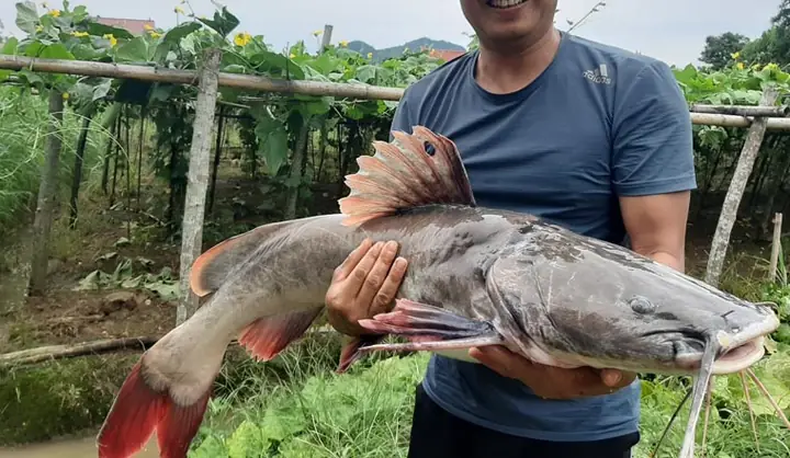 Kinh Nghiệm Chọn Mồi Câu Cá Lăng Hồ Dịch Vụ Luôn Hiệu Quả Kinh Nghiệm Chọn Mồi Câu Cá Lăng Hồ Dịch Vụ Luôn Hiệu Quả