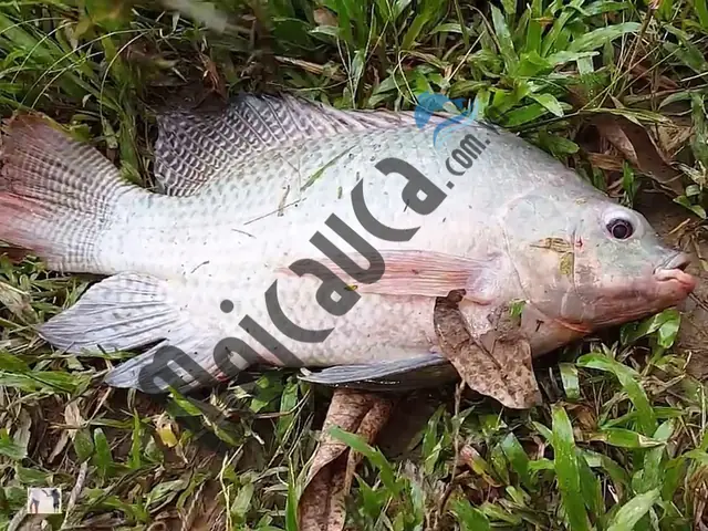 Thời điểm câu cá cá rô phi Thời điểm câu cá cá rô phi