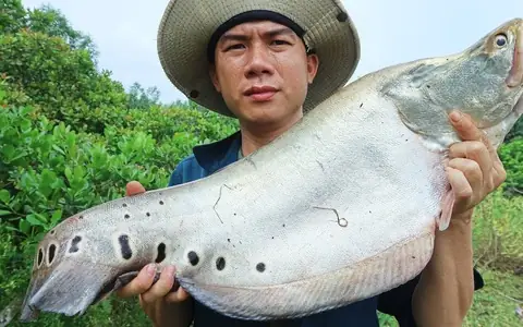 Mồi Câu Cá Thác Lác Tự Nhiên: Bí Quyết Đánh Bắt Hiệu Quả Nhất