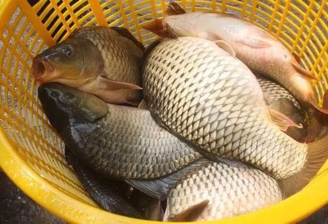 Mồi Câu Lục Cá Chép: Hướng Dẫn Chi Tiết Để Câu Thành Công
