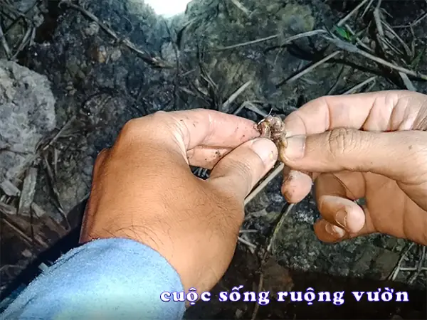 Hướng Dẫn Làm Mồi Chuối Câu Cá Tra Hiệu Quả
