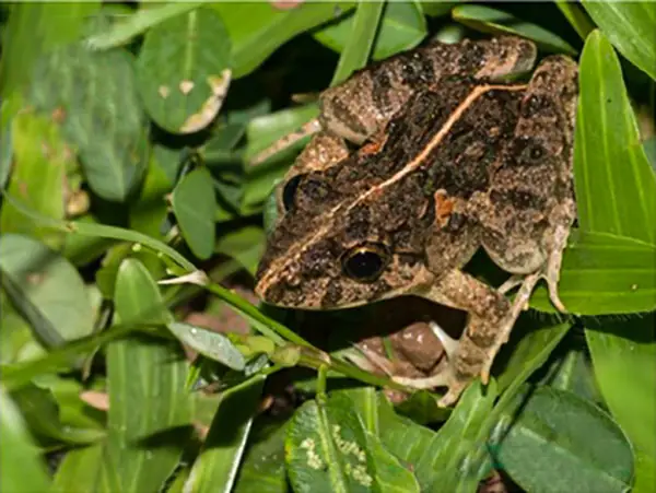 Mồi Trùn Câu Cá Gì? Khám Phá Các Loại Cá Ăn Trùn Hiệu Quả