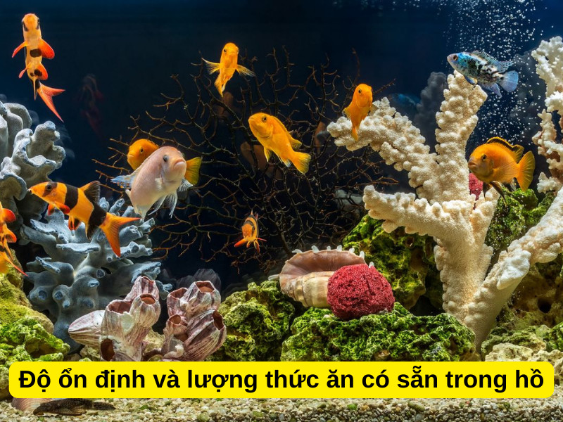 Môi trường hồ cá ổn định giúp cá cảnh có thể nhịn đói lâu hơn