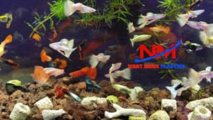 Môi trường nước trong sạch trong chậu nhựa nuôi cá bảy màu, yếu tố then chốt cho sức khỏe của guppy