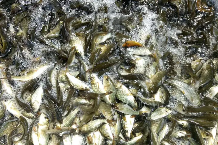 Môi trường sống của cá chép lai