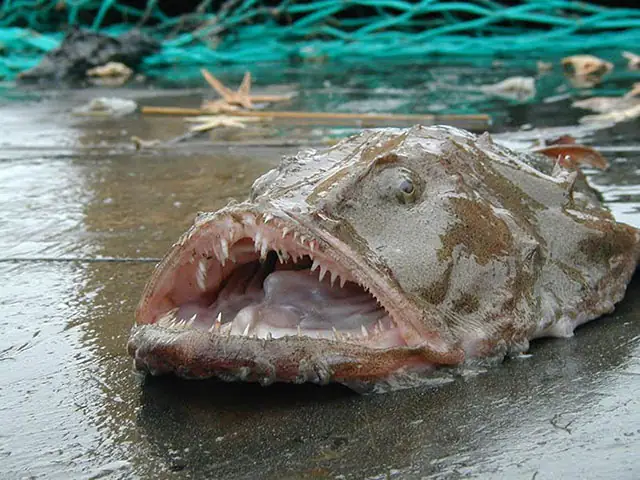 Monkfish Là Cá Gì? Đặc Điểm, Giá Trị Và Sự Thật Thú Vị