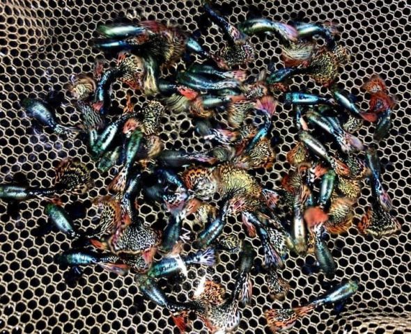 Một bể cá bảy màu guppy rực rỡ tại trại cá cảnh Hà Nội