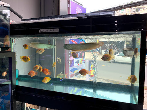 Một bể cá cảnh đẹp mắt với cây thủy sinh và cá bơi lội