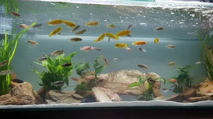 Một bể cá cảnh được bố trí khoa học với nhiều loại cây thủy sinh tại một cửa hàng cá cảnh