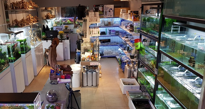 Một bể cá cảnh nhỏ với cá và cây thủy sinh