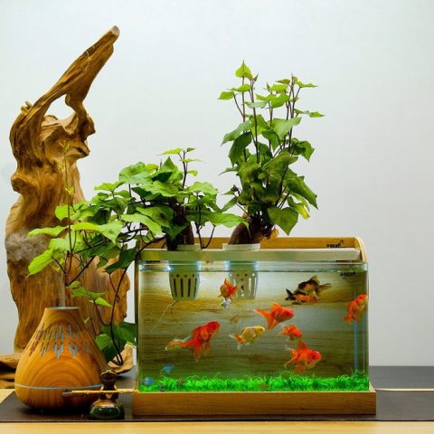 Một bể cá cảnh với nhiều loài cá bơi lội, minh họa về mật độ nuôi cá cảnh