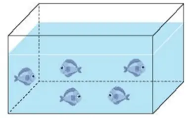 Một Bể Cá Dạng Hình Hộp Chữ Nhật: Hướng Dẫn Tính Toán & Thiết Lập