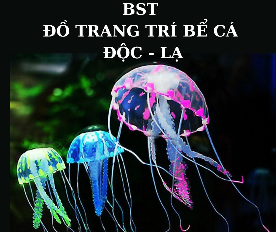 Một bể cá mini với cây thủy sinh và một chú cá cảnh đang bơi