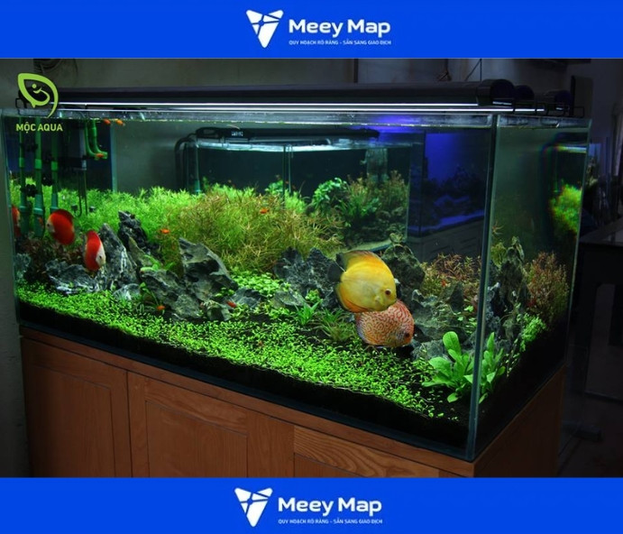 Một bể thủy sinh đẹp mắt với nhiều loại cây thủy sinh và cá nhỏ đang bơi