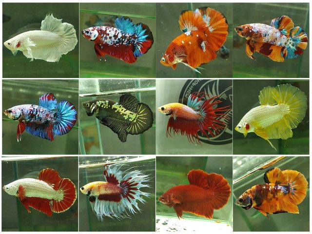 Một chú cá Betta Xiêm rực rỡ bơi trong hồ thủy tinh, thể hiện vẻ đẹp và màu sắc cuốn hút.