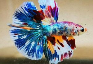Một chú cá cảnh betta Galaxy với vảy lấp lánh như bầu trời sao