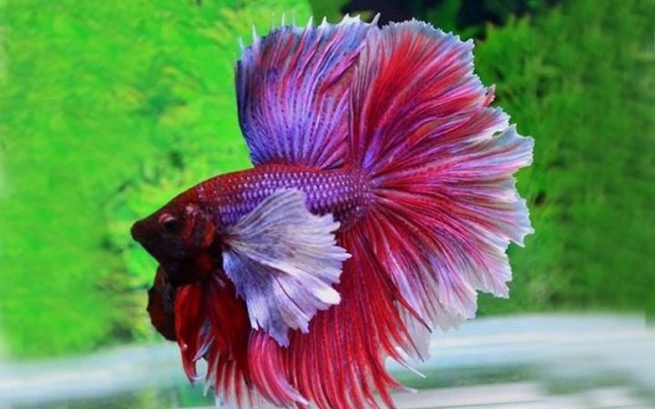 Một chú cá cảnh đuôi xoè với vây xoè rộng rực rỡ bơi lội duyên dáng trong bể