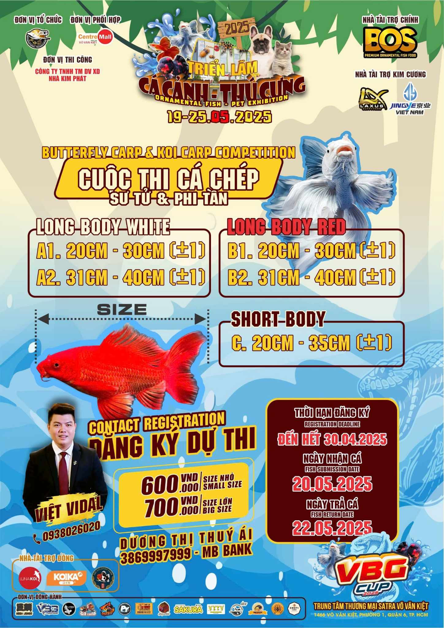 Một chú cá chép sư tử với phần đầu lớn và màu sắc rực rỡ tại triển lãm cá cảnh