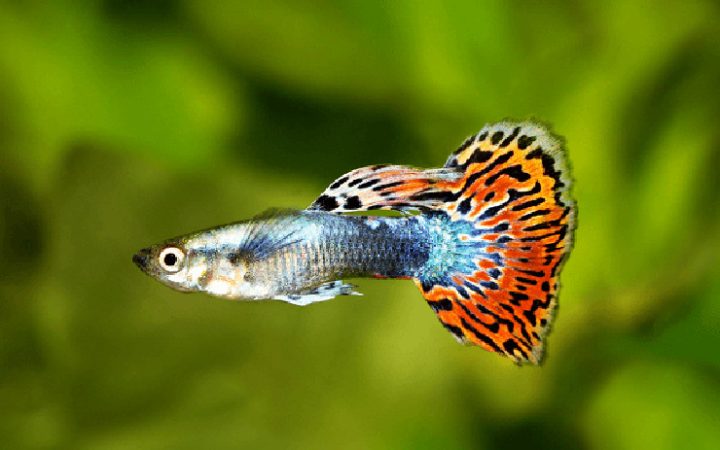 Một đàn cá bảy màu Guppy đang bơi lội trong bể, thể hiện sự đa dạng màu sắc của cá cảnh đẻ con