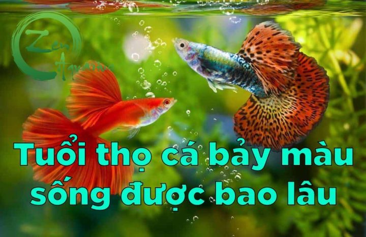 Một đàn cá bảy màu rực rỡ bơi lội trong bể, minh họa cho câu hỏi cá bảy màu sống bao lâu.