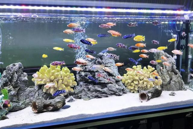 Một đàn cá cảnh bơi lội trong bể, minh họa cho sự đa dạng và khả năng thích nghi của các loài cá cảnh chịu lạnh tốt