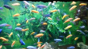 Một dãy bể cá cảnh với nhiều kích cỡ