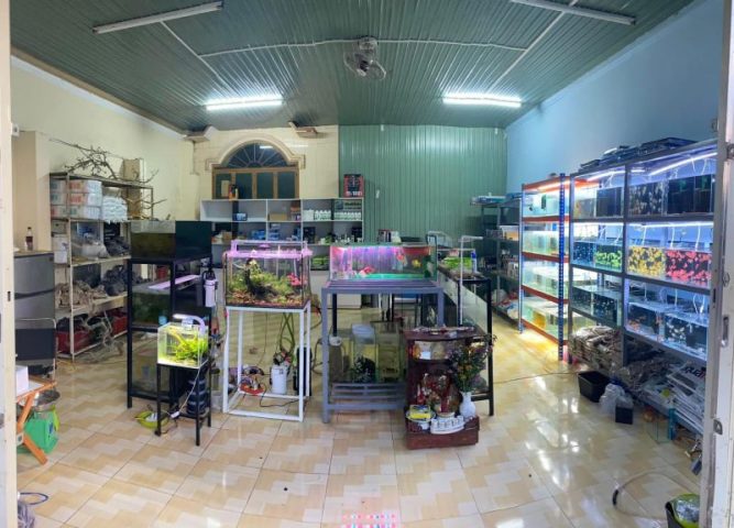 Một dãy bể cá cảnh với nhiều loài khác nhau tại cửa hàng cá cảnh Hà Thành