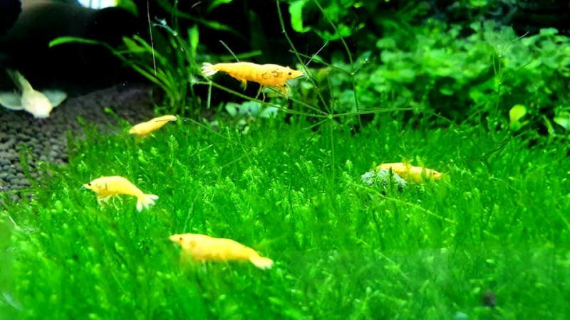 Một góc chợ cá cảnh Đồng Hới sôi động
