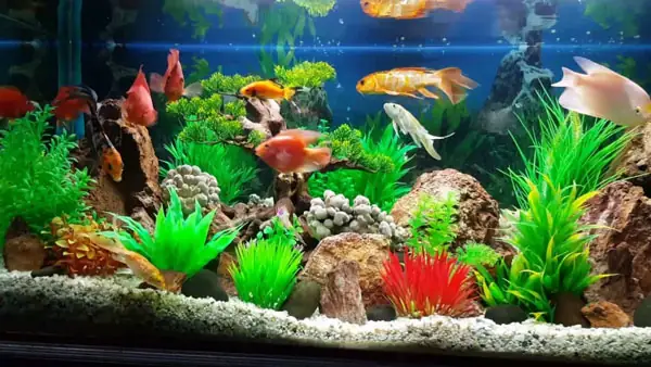 Cẩm Nang Chọn Mua Bể Cá Cảnh: Từ A Đến Z Cho Người Mới Bắt Đầu