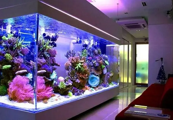 Mua Bể Cá Cảnh Giá Rẻ Ở Hà Nội: Hướng Dẫn Chi Tiết Từ A-Z