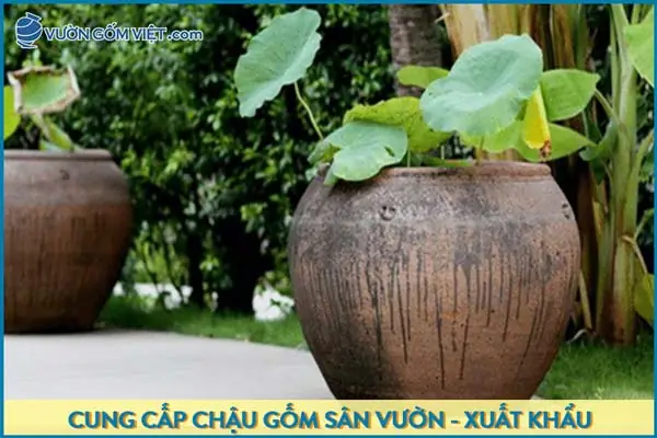 Mua Bể Nuôi Cá Cảnh: Hướng Dẫn Toàn Diện Từ Chuyên Gia Aquatechvn