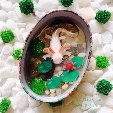 Mua Cá Axolotl TPHCM: Cẩm Nang Chọn Và Nơi Bán Uy Tín