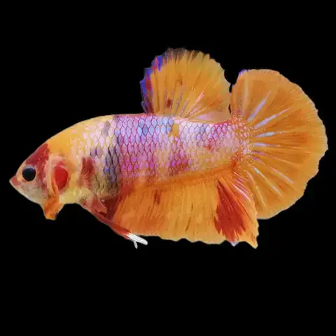 Hướng Dẫn Chi Tiết Cách Mua Cá Betta Giống Khỏe Mạnh