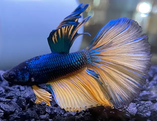 Hướng Dẫn Chi Tiết Cách Mua Cá Betta Giống Khỏe Mạnh